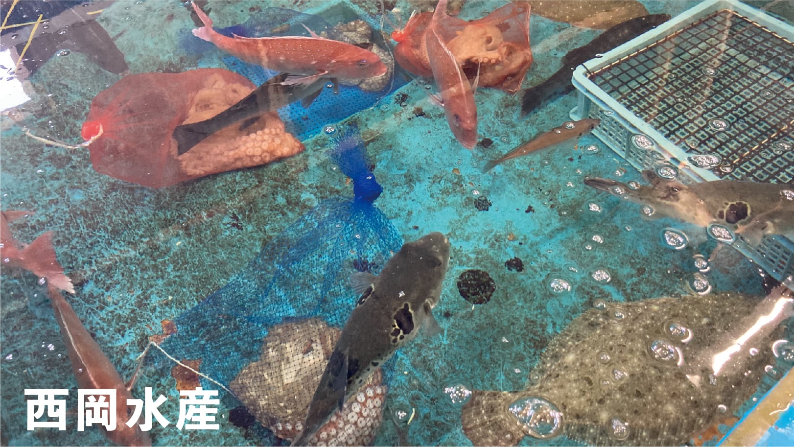 唐津ん魚詰め合わせセット（鮮魚）